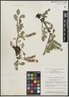 Foto von Salix arctophila Cockerell ex A. Heller